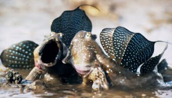 Se trata de un pez anfibio que no solo puede, sino que prefiere, caminar a diferencia de sus primos con respiración por branquias. (Foto: BBC Earth en YouTube)