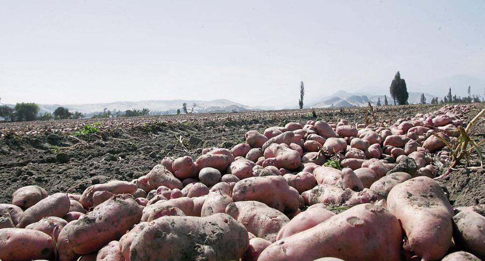 Medagri: Peru przewodzi w produkcji ziemniaków w Ameryce Łacińskiej |  Jądrowy rezonans magnetyczny |  Gospodarka