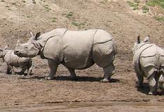 ¿Los cuernos sintéticos pueden salvar a los rinocerontes?