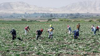 Agrobanco desembolsó S/426,6 millones en créditos agrícolas y pecuarios a nivel nacional 