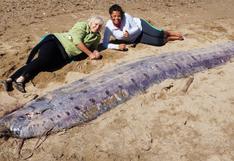 California: Un pez de 5 metros aparece en la costa de una isla 