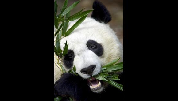 Tian Tian, la panda del Zoo de Edimburgo está embarazada