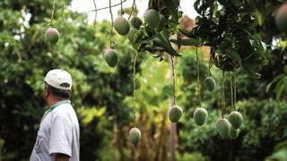 Mango peruano ya puede ser exportado a Corea del Sur