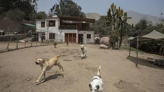 Perros y gatos sin hogar en Lima: ¿Existe un registro de animales en situación de abandono? ¿Qué se sabe de la Ley 4 patas?