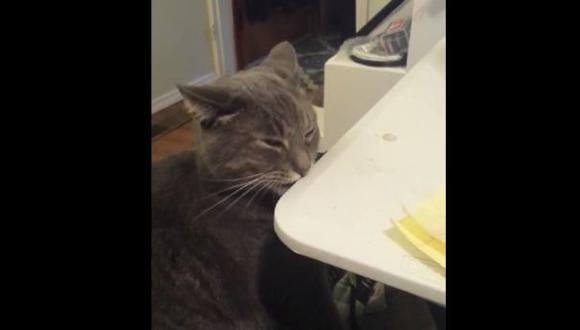 YouTube: curiosa reacción de gato cuando le rascan la espalda