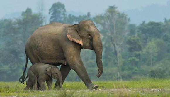 Se calcula que unos 26.000 elefantes asiáticos viven en estado salvaje. (Getty Images).