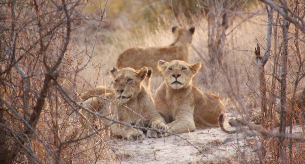 Una manada de leones casi se da un festín con un distraído guía de safari. (Foto: Pexels/Referencial)