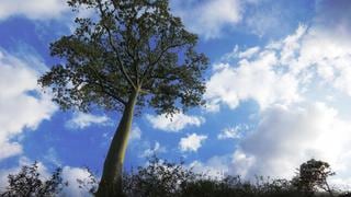 ¿Qué es un árbol patrimonial?