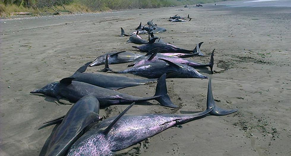 50 delfines nariz botella aparecieron varados en en la playa Ostonal (Panamá). (Foto: EFE)