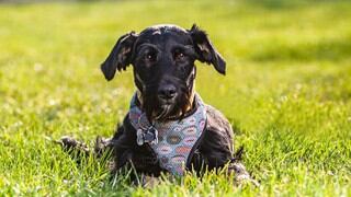 ‘Orejitas’, el perro chileno que solo recibe rechazo y nadie adopta a pesar de su ternura