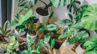 Consejos para limpiar y dar brillo a las hojas de las plantas de interior