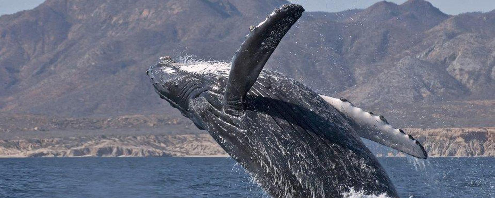 Avistamiento de ballenas en costas de Lima y Callao: ¿a qué se debe y qué precauciones tomar?