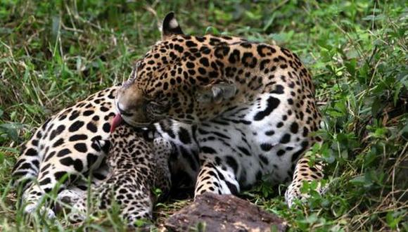 Ecuador: Irá preso por matar un jaguar y mostrarlo en una foto