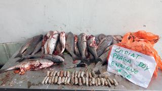 Áncash: frustran ingreso de 38 cápsulas de marihuana escondidas en pescados