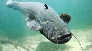 El monstruo del lago Ness podría ser un simple pez gigante