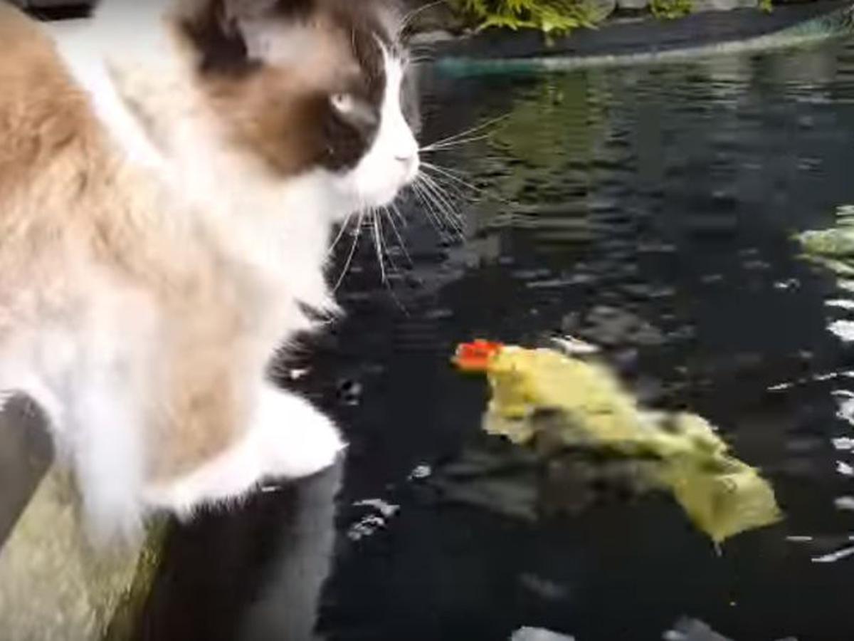 Extraer Portal Cereza Gato juega con unos peces en un estanque y es sensación en las redes |  REDES-SOCIALES | EL COMERCIO PERÚ