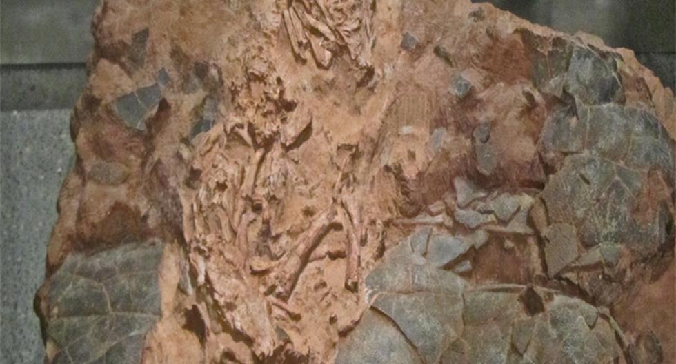 El fósil de dinosaurio popularmente conocido como 'Baby Louie' ha sido identificado como el embrión de una nueva especie de oviraptorosaurio gigante. (Foto: wikimedia)