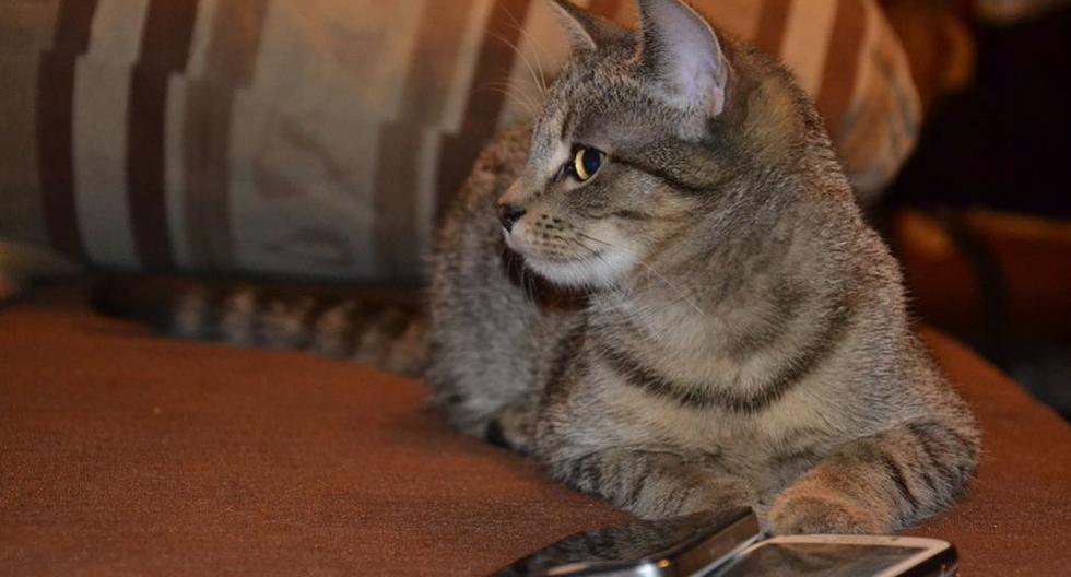 Joaquim parecía ser un inofensivo y educado gato, hasta que su dueña comprobó su travesura diaria. (Foto: Pixabay)