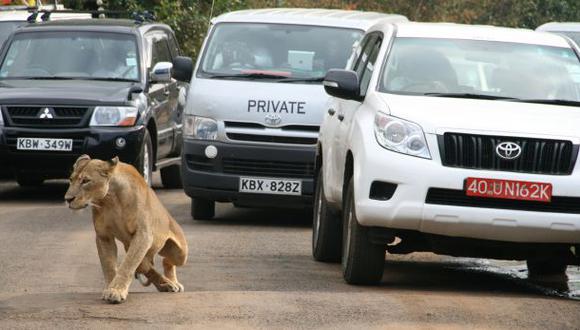 Kenia: Leones que huyeron de zoológico aterran a pobladores