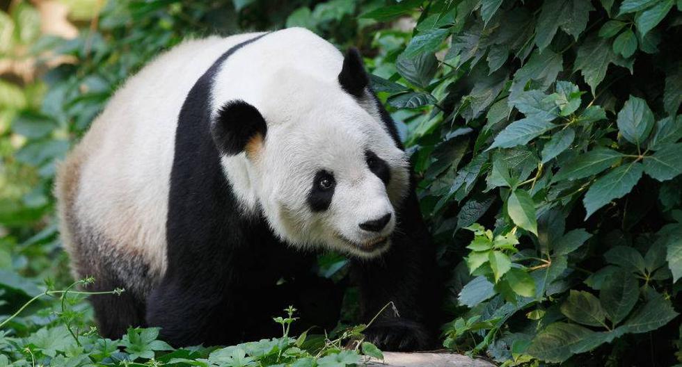 Un oso panda. (Foto: Getty Images)