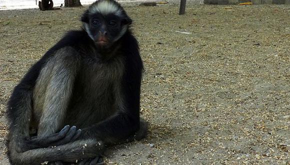 Rescatan un mono araña de un taller mecánico en Piura