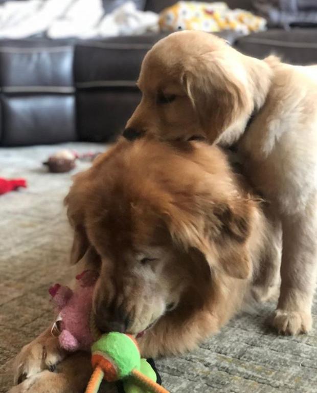 Los Cachorros de Chicago delinean el tamño de las Peru