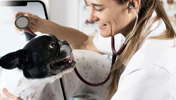 Aprovecha el 50% de descuento en teleconsulta para tu mascota y cuida su salud.