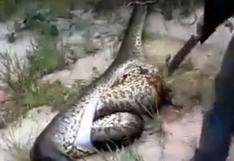YouTube: Abrió el estómago de una serpiente muerta y encontró...