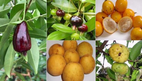 En sentido de las agujas del reloj: grumixama, bacuparí, ubajay, araçá-piranga y cereza de Río Grande, candidatas a convertirse en las nuevas"superfrutas", según científicos.  BBC