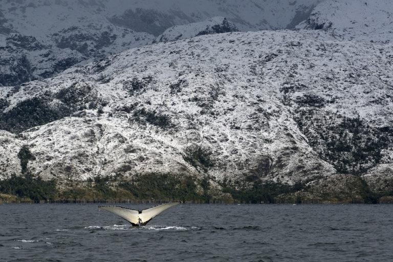 Ballena Jorobada en el Parque Marino Francisco Coloane, Chile.