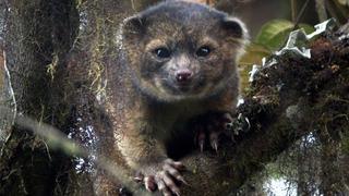 El olinguito, el primer carnívoro descubierto en América en 35 años