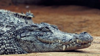 Brutal pelea de un león vs. cocodrilo dejó boquiabierto a más de uno