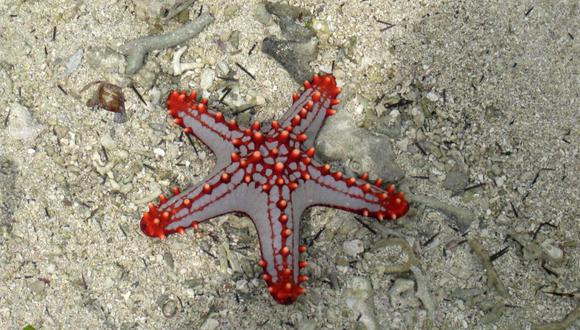 Retirar a las estrellas de mar del agua puede causarles la muerte. (Foto: Reuters)