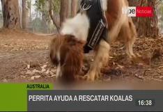 Taylor, la perrita que ayuda a rescatar koalas en los incendios de Australia