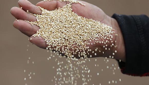 La razón por la que la NASA sugiere el consumo de quinoa. (Foto: Agencia Andina)