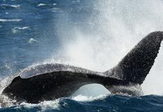 Científicos piden fotos a turistas de Panamá para analizar estado de ballenas