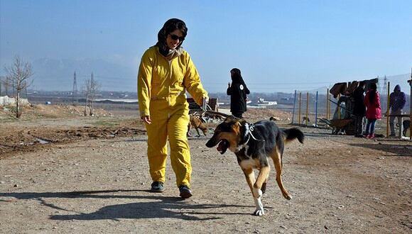 Irán prohíbe pasear a perros y llevarlos en auto porque son "impuros". (EFE)