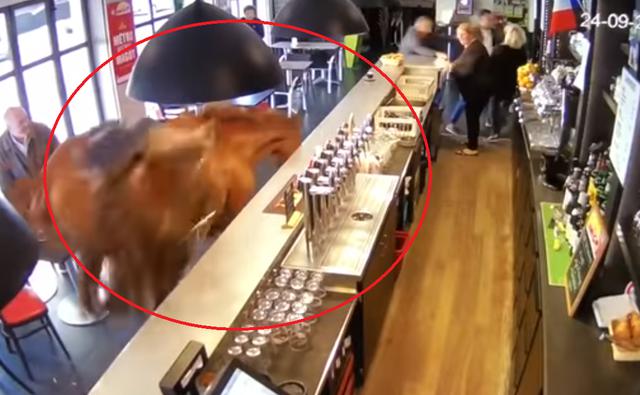 Un caballo con silla de montar irrumpió en el local tumbando todo lo que encontró a su paso. Video es viral en redes sociales.