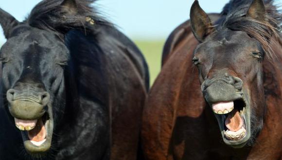 Los caballos y los humanos comparten gestos muy similares