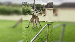 Graban la brutal pelea de dos enfurecidos canguros en el patio de una casa en Australia