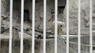 Así pasa los días el oso polar Arturo en Argentina