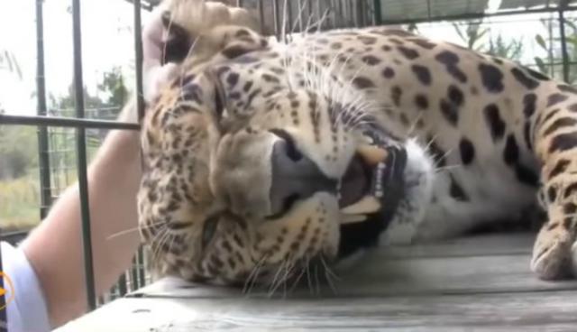 Se viralizó en Facebook la grabación de un joven que acarició a un leopardo cuando descansaba en su jaula. (Foto: Captura)
