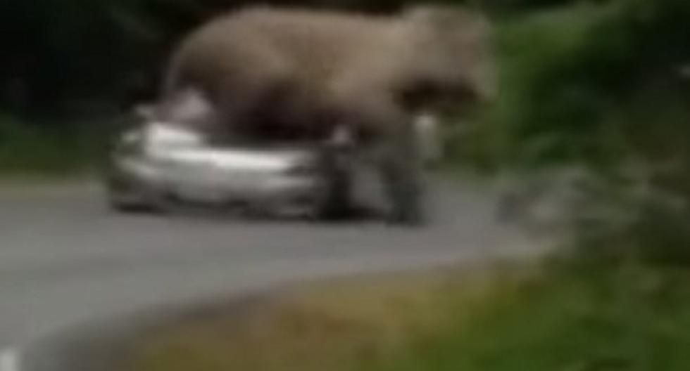 Elefante asustó a turistas. (Foto: Captura youTube)