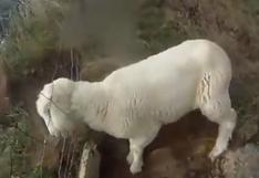 Facebook: el impresionante rescate de una oveja atrapada te arrancará más de una sonrisa | VIDEO