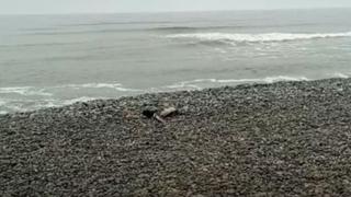 Gripe aviar en Perú: reportan aparición de pelícanos muertos en las playas de la Costa Verde