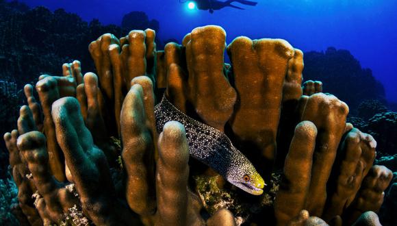 Morena entre corales y buzo, Rapa Nui. Foto: Eduardo Sorensen