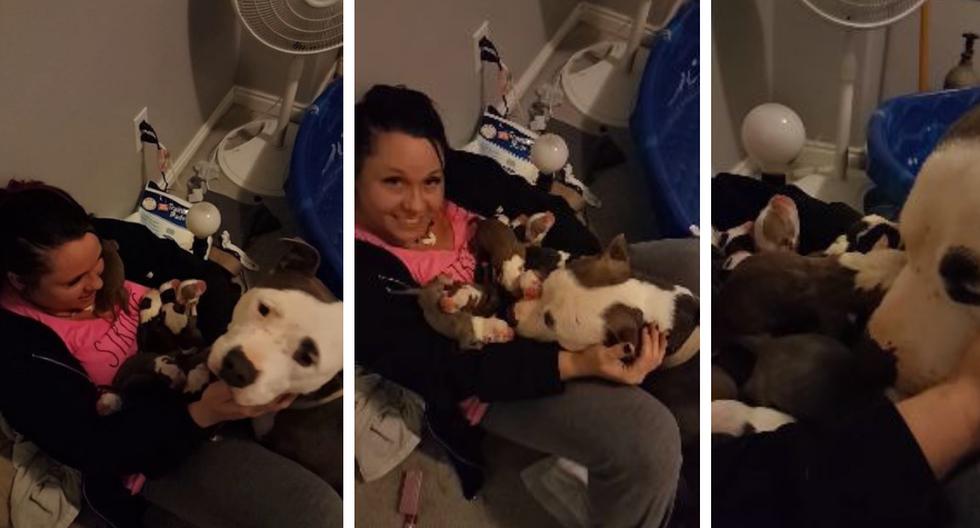 Una cuidadora temporal de perros formó un increíble lazo con una pitbull que acababa de convertirse en madre. (Foto: Stevoni Doyle en YouTube)