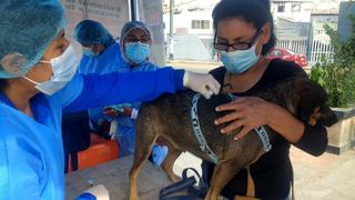VanCan 2022: del 18 al 21 de agosto en Lima Sur vacunarán contra la rabia a más de 220 mil canes