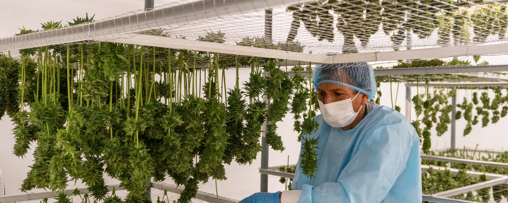 Así se cultiva cannabis legal en Perú a escala industrial 
