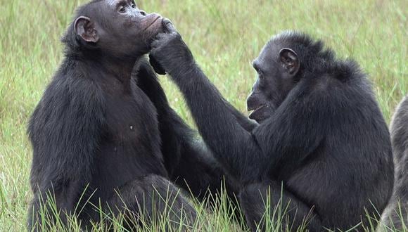Por 15 meses, los investigadores monitorearon a chimpancés que tenían heridas o lesiones en la piel. (Foto: Tobias Deschner/ Ozouga chimpanzee project)